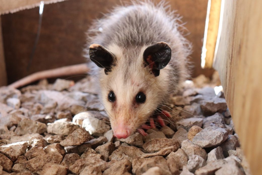 "Possums" can be personal statement gold.